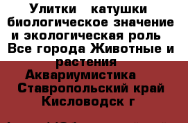 Улитки – катушки: биологическое значение и экологическая роль - Все города Животные и растения » Аквариумистика   . Ставропольский край,Кисловодск г.